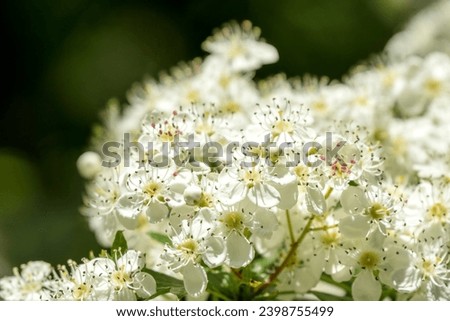 close up of early summer white Hawthorn flowers (Crataegus monogyna) Royalty-Free Stock Photo #2398755499