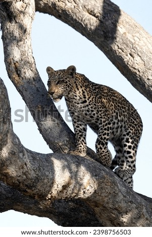 Leopards in African national parks (Botswana, Namibia, Zambia, Zimbabwe, South Africa)
