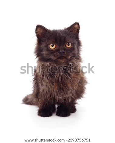One black kitten isolated on a white background.