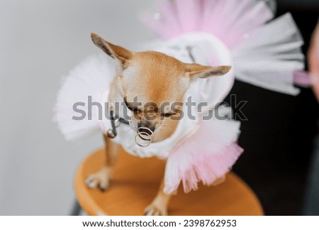 A beautiful small dog of the Chihuahua breed in clothes sits on a chair with gold rings on its nose. Wedding photography close up, animal idea, ceremony.