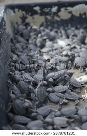 In the picture we see a tray full of a new born turtles, the image is in black and white                   