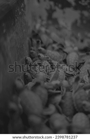 In the picture we see a tray full of a new born turtles, the image is in black and white