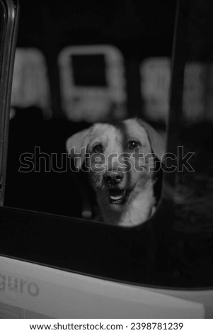 In the pictures we see an a happy dog looking through a whindow, the picture is in black and white.