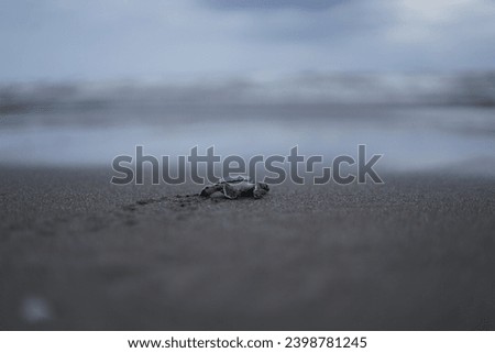 In the picture we see an a new born turtle that is moving in direction of the ocean                      