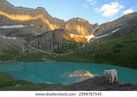 Mountain goat (Oreamnos americanus) at Cracker Lake, Glacier National Park, Montana Royalty-Free Stock Photo #2398787545