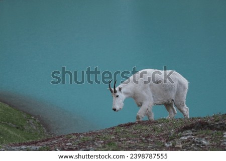 Mountain goat (Oreamnos americanus) at Cracker Lake, Glacier National Park, Montana Royalty-Free Stock Photo #2398787555