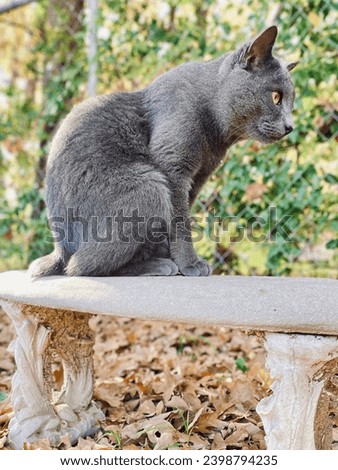 Close up of a large gray adult male cat. Full body profile photo of a cat sitting on a concrete bench