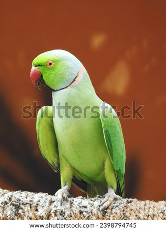 Rose ringed parakeet, ring necked parakeet, Indian ringneck parrot  Royalty-Free Stock Photo #2398794745