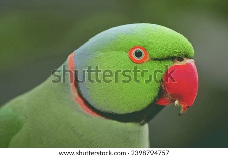 Rose ringed parakeet, ring necked parakeet, Indian ringneck parrot  Royalty-Free Stock Photo #2398794757