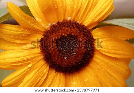 A close-up photo of a beautiful yellow sunflower covered in water droplets on a summer afternoon in Toronto, Ontario, Canada.