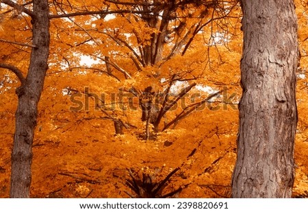 A tree full of vibrant orange autumn foliage on a peaceful fall afternoon in Toronto, Ontario, Canada. Royalty-Free Stock Photo #2398820691