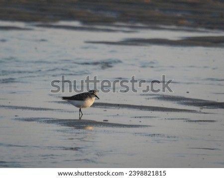 A single sandpiper stands on one leg on a wet sandy beach, with the gentle surf in the background, capturing the essence of coastal bird life at dusk.