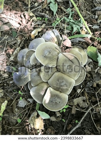 Lyophyllum decastes,natural mushroom,wild mushroom,Agaricales,Lyophyllaceae,nature, colorful, chicken of the road, fake, light, nice, comestible, climate, analogue, photo, wallpaper, europe, Royalty-Free Stock Photo #2398833667
