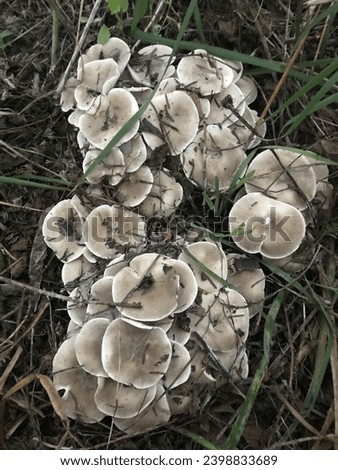 Lyophyllum decastes,Agaricales,Lyophyllaceae,nature, colorful, chicken of the road, fake, light, nice, comestible, climate, analogue, photo, wallpaper, europe, food, meat, alternatives, grass, fungi,  Royalty-Free Stock Photo #2398833689