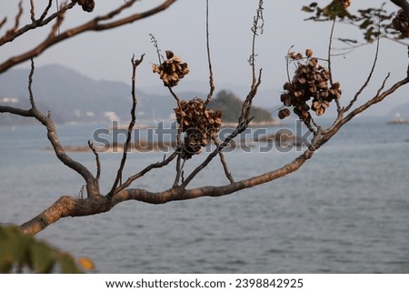 Exterior photo view of a brown wood branches from a treet with dry leaves in foreground and a simple background of foggy day landscape horizon