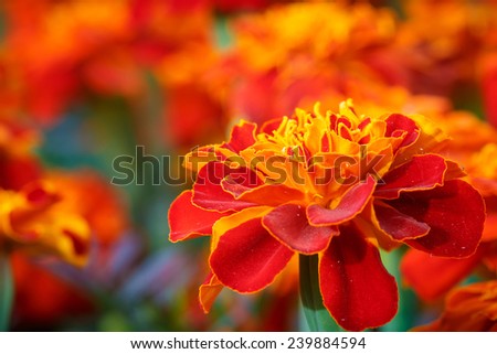 close up french marigold flower