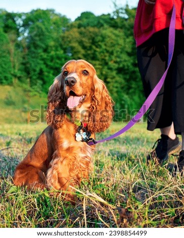A cocker spaniel dog is sitting on the lawn. The owner keeps the dog on a leash. Hunter. A dog with its mouth open shows its tongue. The photo is blurred. High quality photo