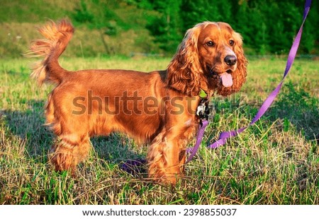 A cocker spaniel dog stands on a lawn. The dog is kept on a leash. Hunter. A dog with its mouth open shows its tongue. The photo is blurred. High quality photo