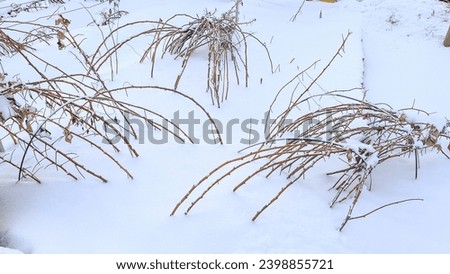 Raspberry bush in winter in snow, Branches of bushes bent to ground in winter