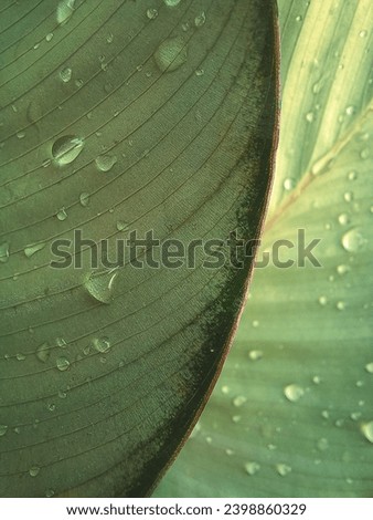 a photo of raindrops on a plant