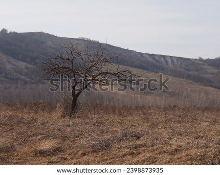 bare tree in the middle of an autumn hill landscape