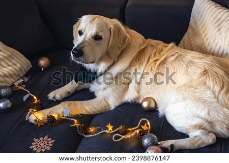 Funny white dog labrador close-up on the sofa, among the Christmas decor, in the interior of the room.