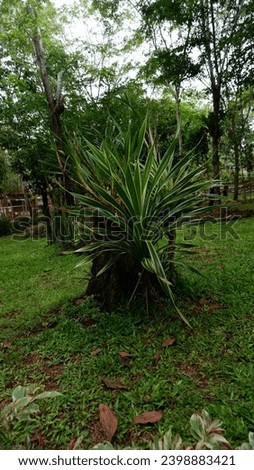 Cordyline australis 'Albertii' (Grass Palm) - A striking variegated form of Cordyline australis that forms dense clusters of arching, sword-like leaves at the end of the stems that are dark green with Royalty-Free Stock Photo #2398883421