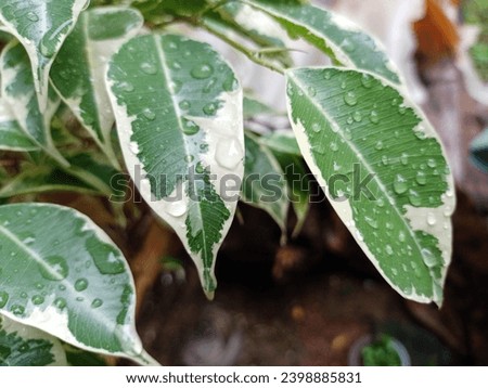 wet leaves after being exposed to rain
