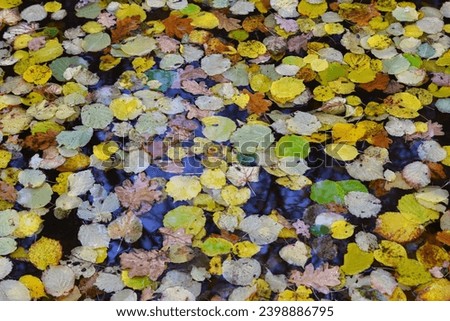 Dropped leaves in water in autumn