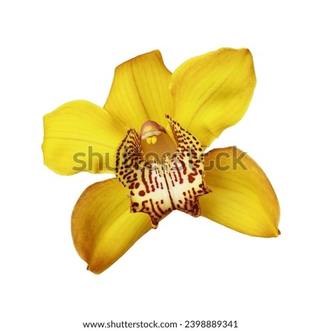 Yellow orchid flower isolated on a white background