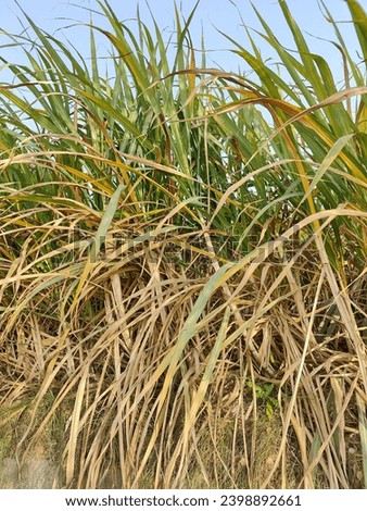 this is the picture of sugar cane