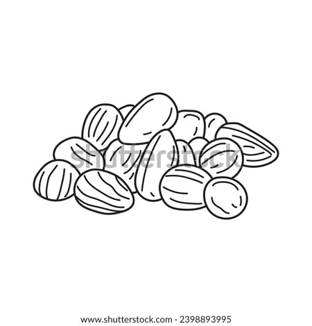 Hand drawn Kids drawing vector Illustration bunya nuts in a cartoon style Isolated on White Background