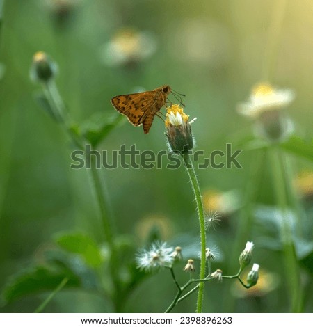 butterfly feeding on flowers in sunny day
