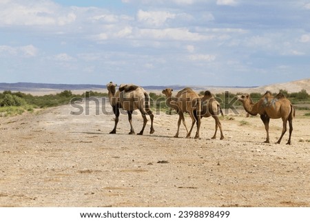 Camel breeding at Senek town, Mangystau, Kazakhstan. Animal background Royalty-Free Stock Photo #2398898499