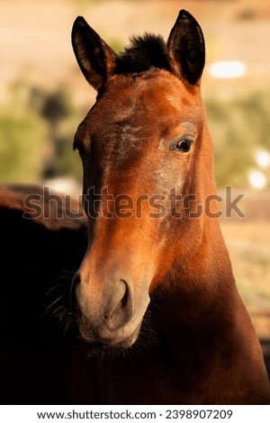 Portrait of a beautiful brown horse.