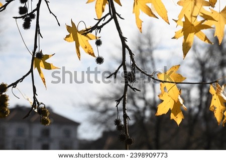 Yellow Maple Trees in a Park