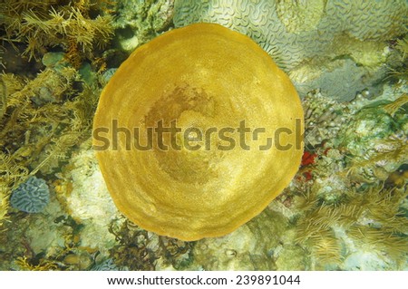Underwater life, Bell sponge, Ircinia campana, viewed from above, Caribbean sea