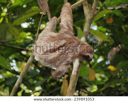 Young brown-throated three-toed sloth hanging from a branch in the jungle, Panama, Central America