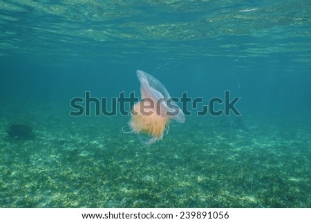 Pink Meanie jellyfish, Drymonema larsoni, underwater in the Caribbean sea, Bocas del Toro, Panama