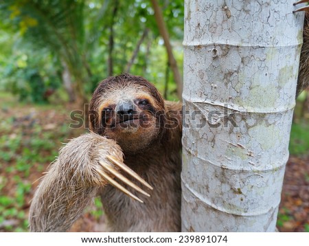 Portrait of brown-throated three-toed sloth on a tree, Panama, Central America Royalty-Free Stock Photo #239891074