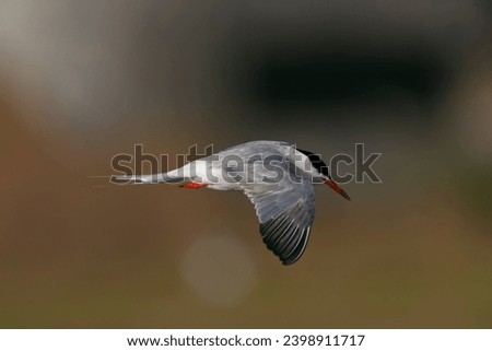 Common Tern (Sterna hirundo hirundo) in the Netherlands.