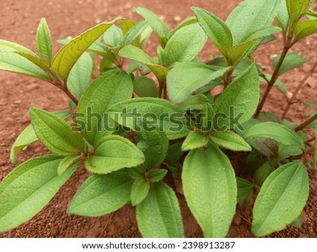 stock photo of clay plants growing on red soil
