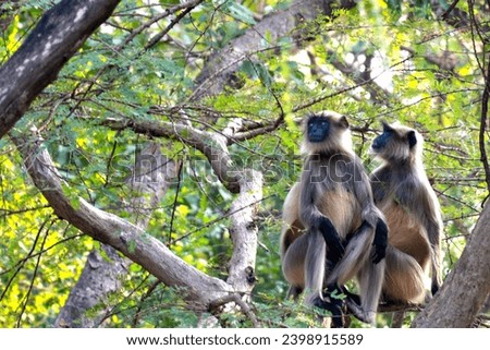 Gray Langur couple in forest of Sassan Gir, Gujarat, India.