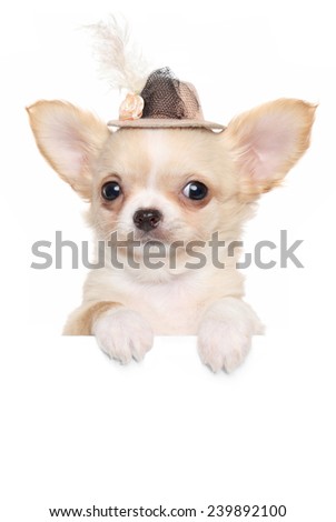 Chihuahua puppy in a fashionable hat over a banner isolated on white background