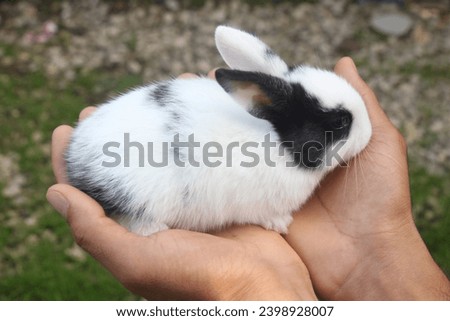 This is a picture of a rabbit