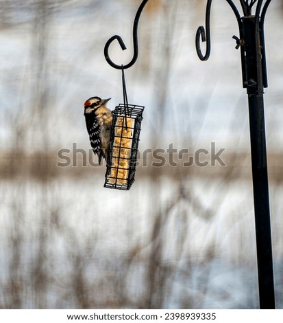 Down woodpecker eating at a suet feeder in the winter. Royalty-Free Stock Photo #2398939335