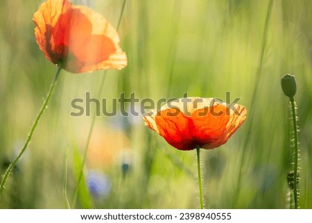  Beautiful red poppies flowers  in sunlight. Artistic photo of wildflowers with soft  tones