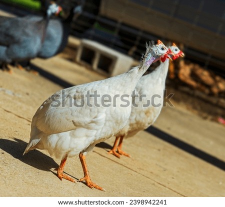 Helmeted guinea fowl in a rural farm field. Royalty-Free Stock Photo #2398942241