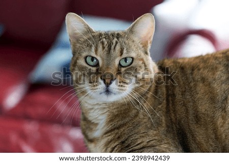 Headshot of cute brown black and white female tabby cat lying on cat tower at living room of apartment. Photo taken December 3rd, 2023, Zurich, Switzerland. Royalty-Free Stock Photo #2398942439
