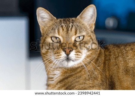 Headshot of cute brown black and white female tabby cat lying on cat tower at living room of apartment. Photo taken December 3rd, 2023, Zurich, Switzerland. Royalty-Free Stock Photo #2398942441